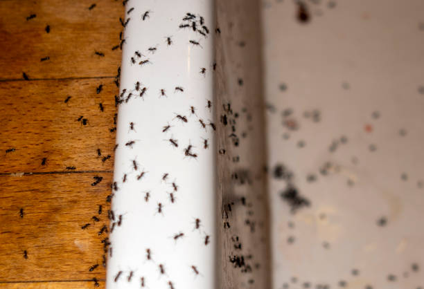 Best Pest Prevention Services  in Richfield Springs, NY