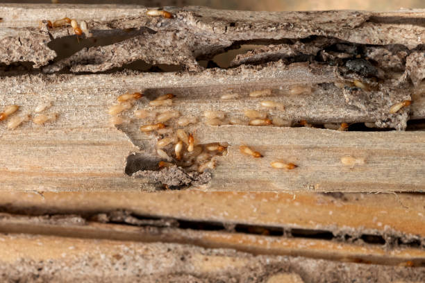 Best Pest Control Near Me  in Richfield Springs, NY