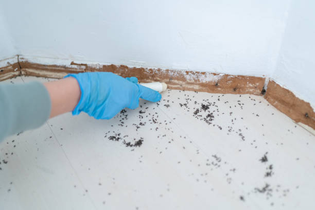 Best Ant Control Services  in Richfield Springs, NY